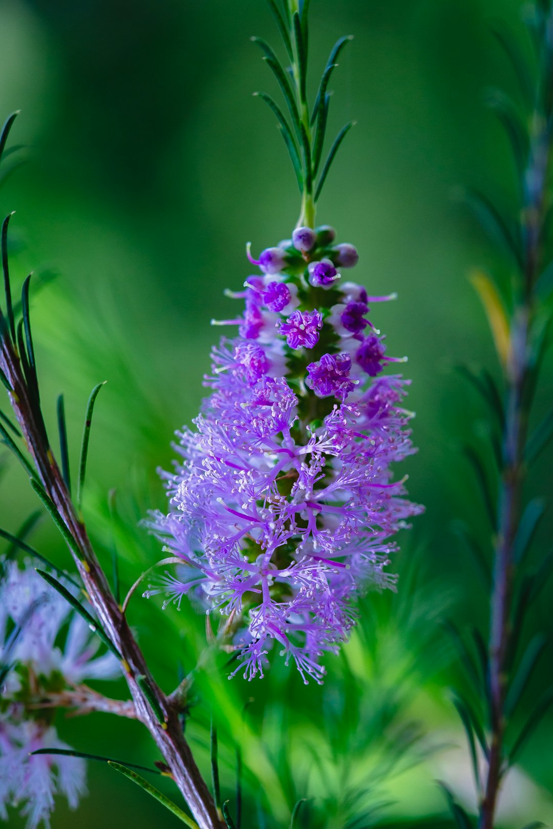 Photo by Sooz . purple flower in tilt shift lens