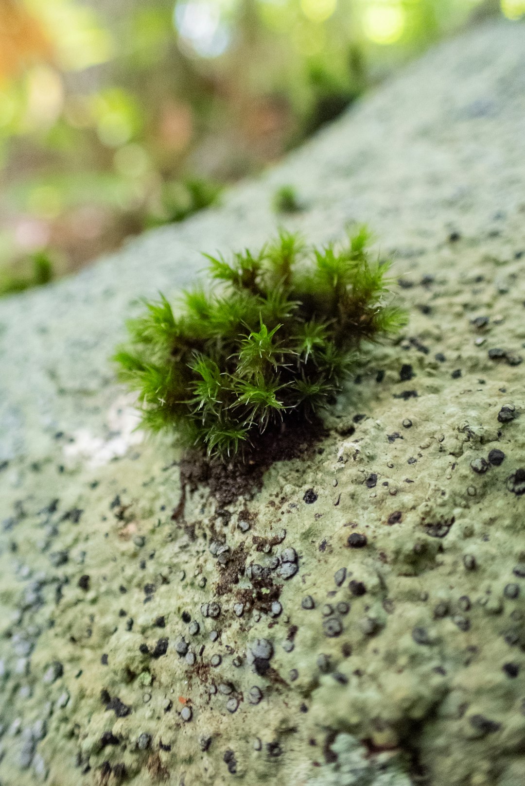 Photo by Attalie Hart A small plant growing out of a mossy rock