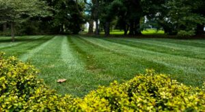 lawn-maintence-blog-2