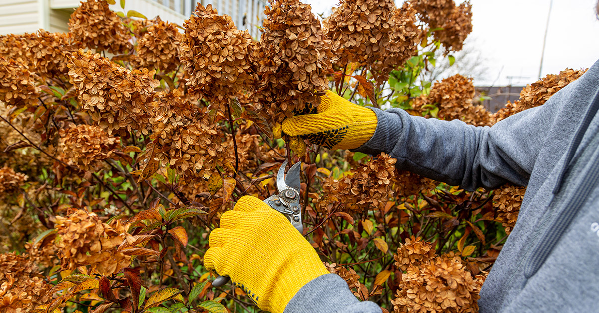 Tree Care Tips for Fall | Avoid Costly Mistakes in NJ Landscapes
